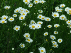 Leucanthemum vulgareGewone margriet bestellen